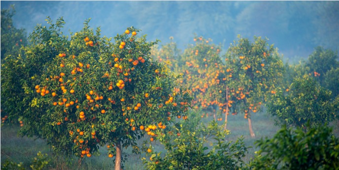 Optimizing Algerias Citrus Farming in Tlemcen with Odoo ERP